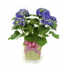 Hydrangea as a Gift